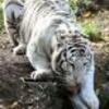 tigre blanc 12