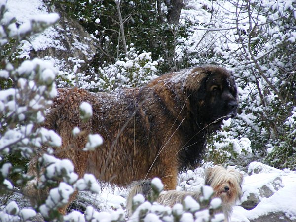 promenade neige 9 01 10 (99) [Résolution de l'écran]