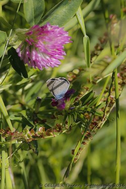 Polyommatus icarus Rott - argus bleu - azure commun - saint jean de chevelu - savoie