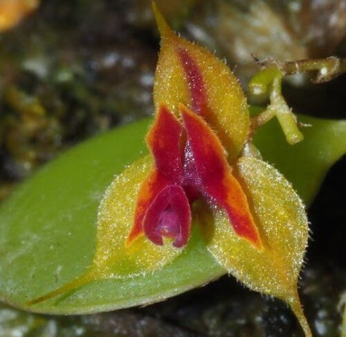 Fleurs cultivées : Lépanthes