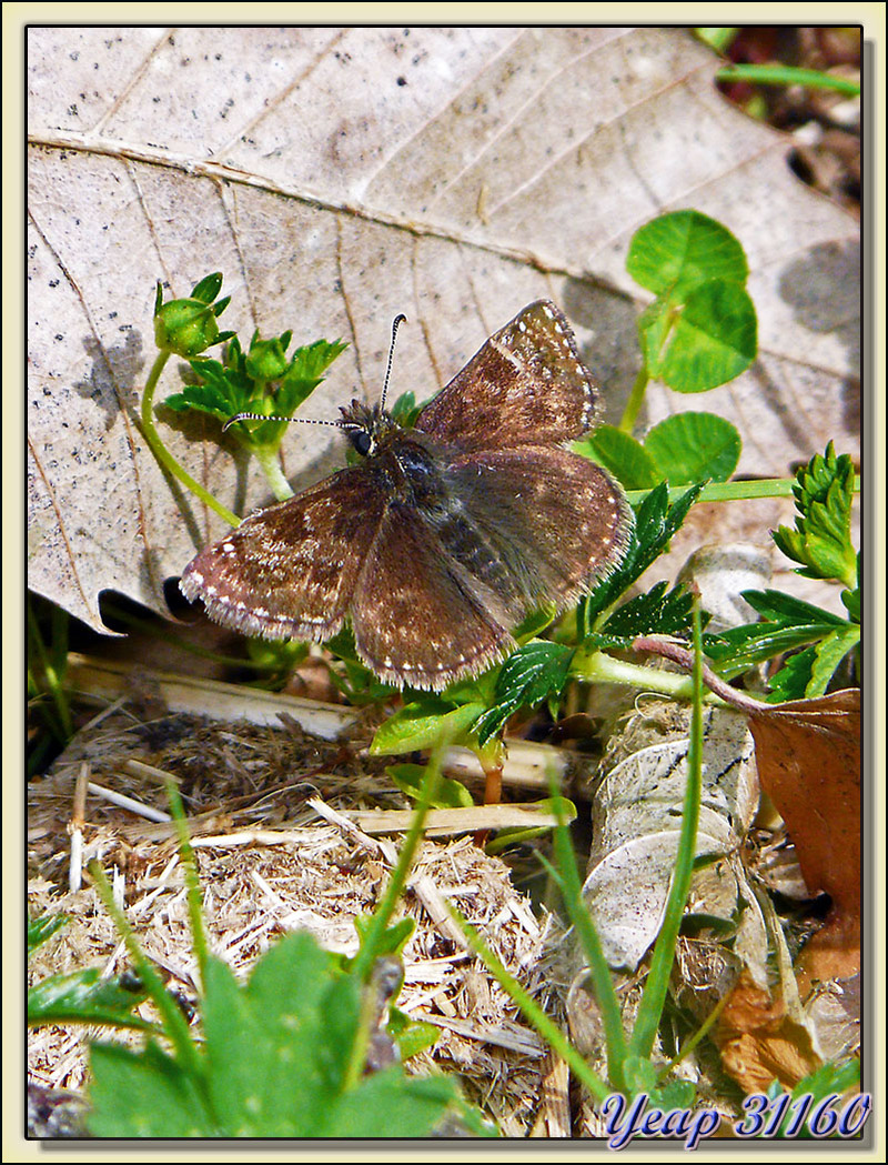 Papillon "Hespéride" Point de Hongrie (Erynnis tages) - Lartigau - Milhas - 31