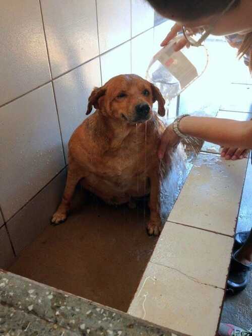 Ce chien abandonné et obèse était l’attraction d’une station-service jusqu’à ce qu’il trouve son sauveur !
