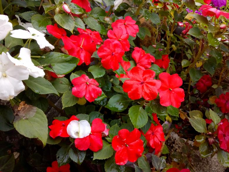 Jeudi dernier dans mon jardin