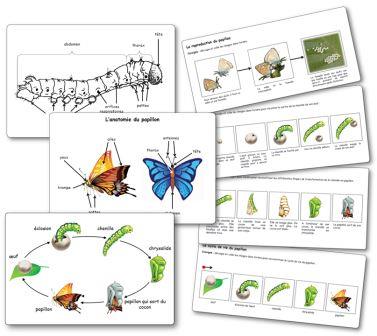 élevage de papillons en maternelle, Séquence Elevage de chenilles et de papillons Images séquentielles papillons