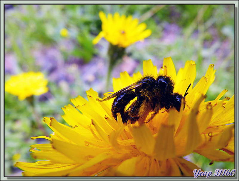 Sieste coquine d'abeilles (Andrenes?) sur un lit douillet de pollen - Varrados, Val d'Aran - Espagne  (Faune)