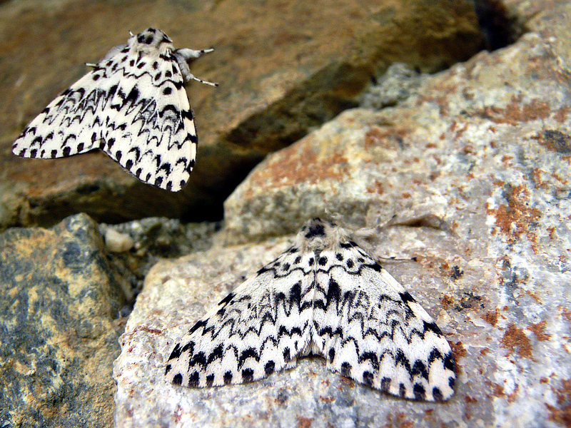 Jumeaux papillons de nuit - Lartigau - Milhas - 31