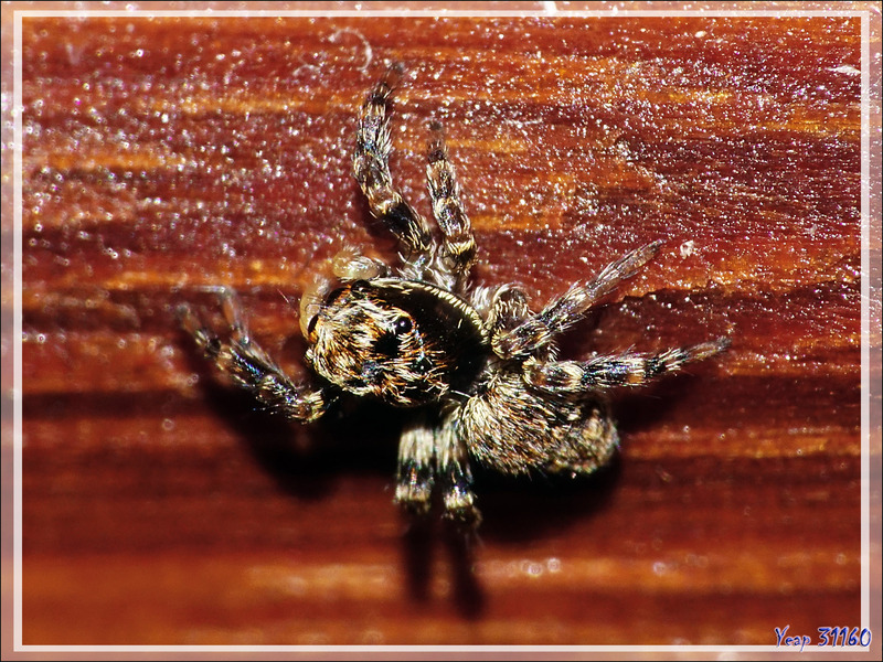 Un monstre de 4 mm : l'araignée sauteuse (saltique) Pseudeuophtys lanigera (femelle) - Lartigau - Milhas - 31