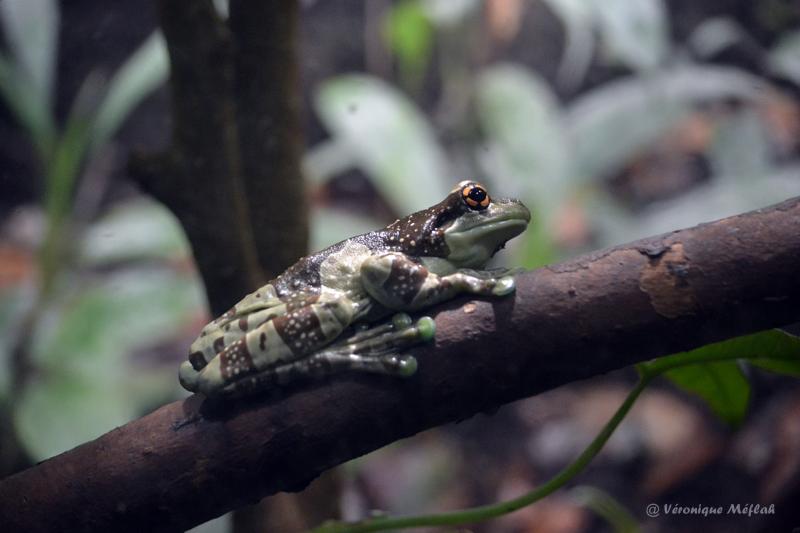 Ménagerie du Jardin des Plantes : Le Vivarium : Rainette Kunawalu