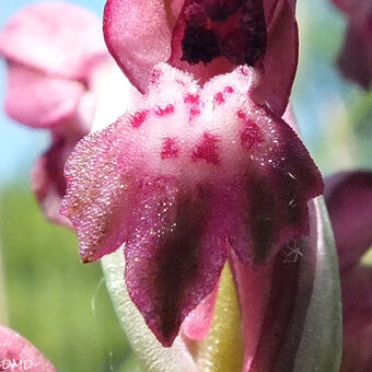 Anacamptis coriophora subsp. fragrans  - orchis parfumé