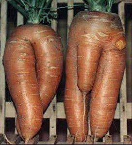 carottezizi