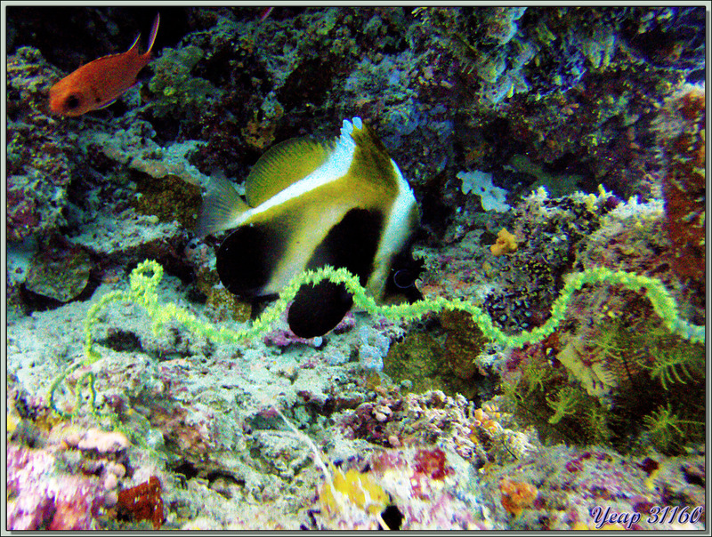 Poisson cocher fantôme (Heniochus pleurotaenia) - Dega Thila - Atoll d'Ari - Maldives