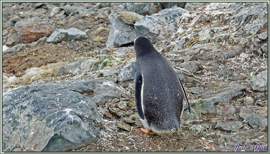 09/03/22 : nous débarquons sur Danco Island, située en face de la rocheuse Rongé Island, manchots papous et grands labbes (skuas) peuplent les lieux - Errera Channel - Antarctique