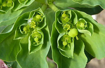 Euphorbia helioscopia - euphorbe réveille-matin