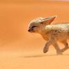 fennec familier du desert