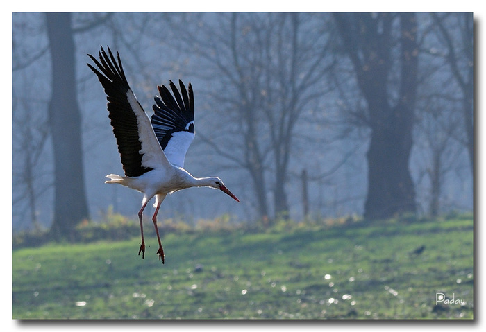 Cigogne blanche