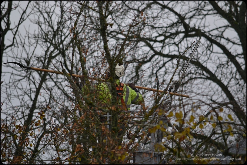 Rambouillet : élagage au Parc du château