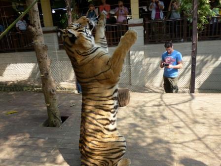Chiang Mai - J'ai joué avec les bébés tigres