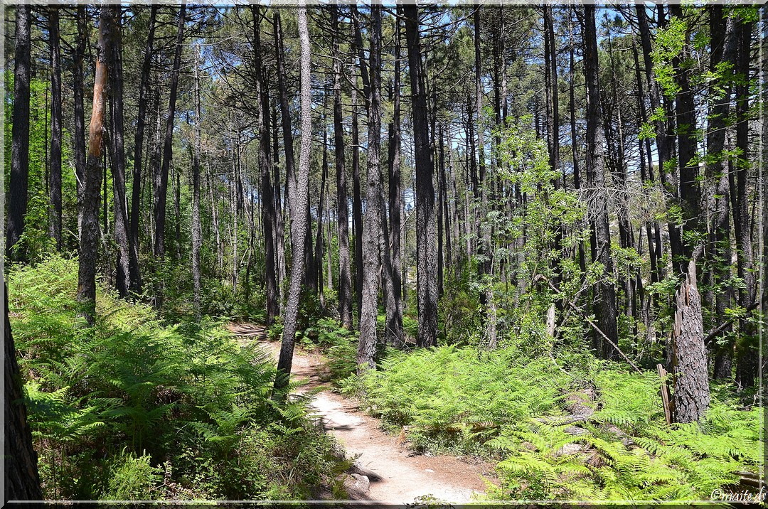 Forêt de l'Ospédale - Corse