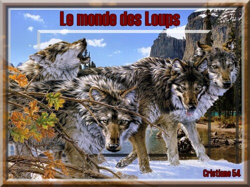 Défi Fée capucine "Le monde des loups"