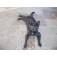 Chats trouvés dans l'Hérault