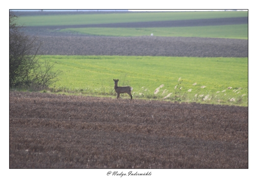 Le chevreuil