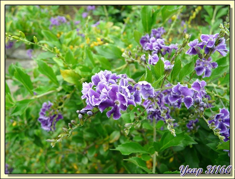 Arbuste à fleurs violettes : le Lilas de Perse, Vanillier de Cayenne (Duranta erecta) - Huahine - Polynésie française