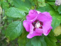 Parc de Haute Bretagne (35)