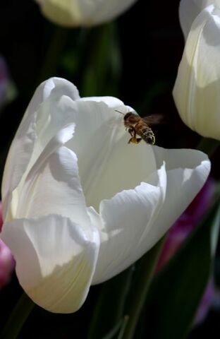 Les tulipes de la Roseraie (3/3)