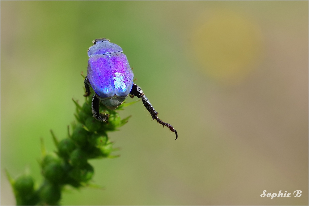 L'aérobic de l'hoplie bleue .