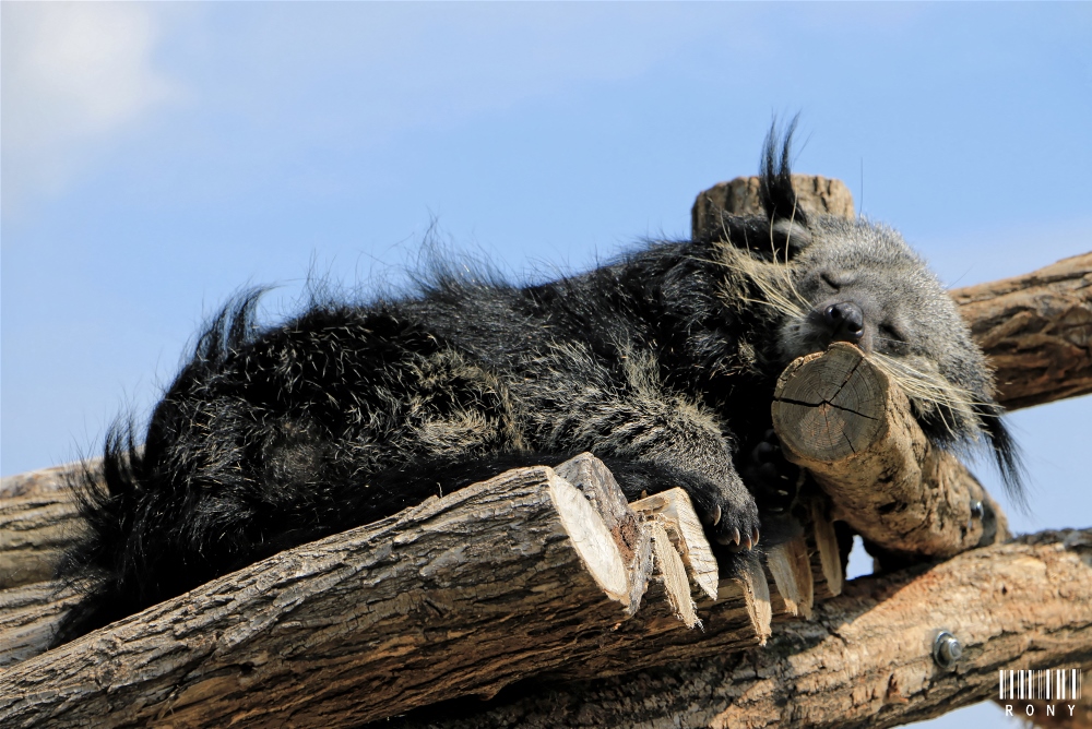 Trop craquant notre Binturong