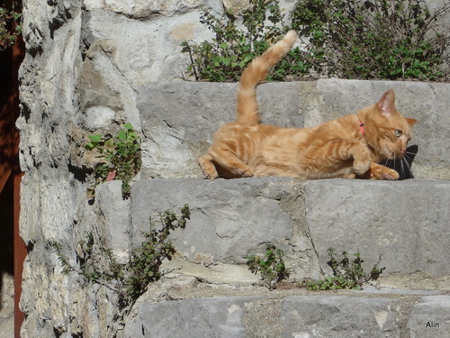 Encore ! un chat de mon voisin...