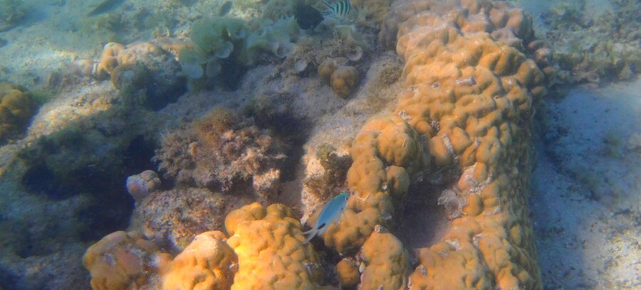 RETOUR DANS LE GRAND AQUARIUM DE MAURICE