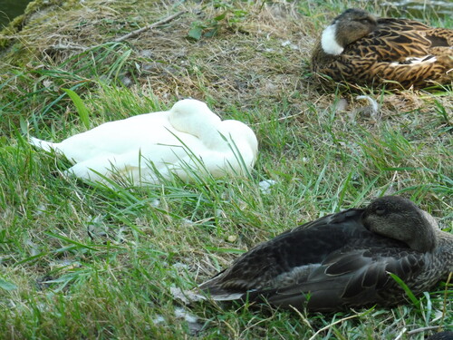 canards qui dort