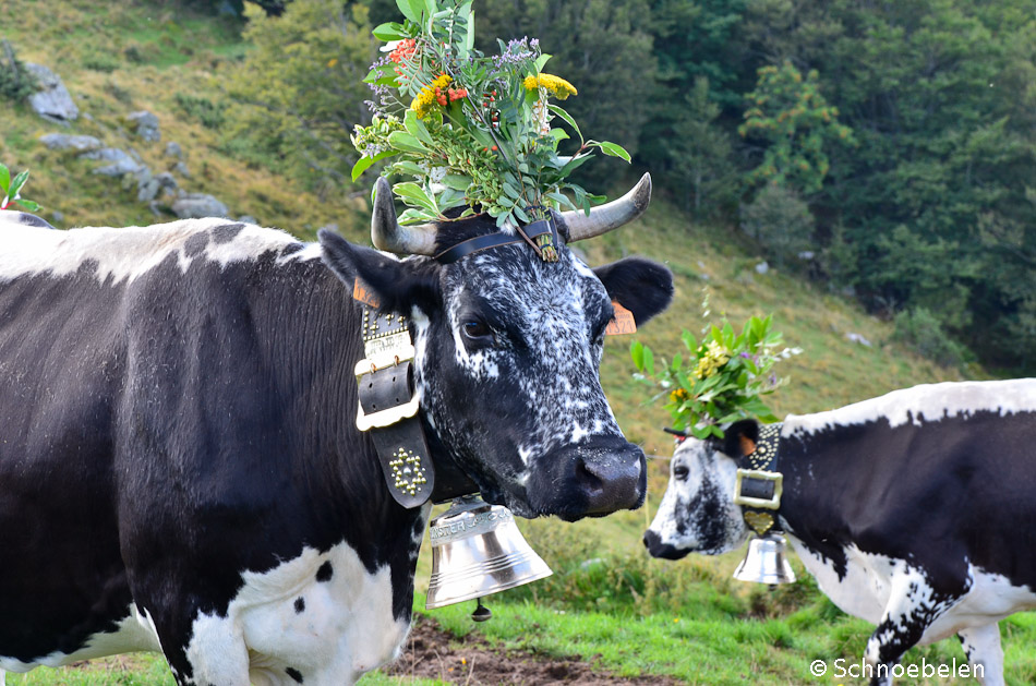 transhumance alsace vosges