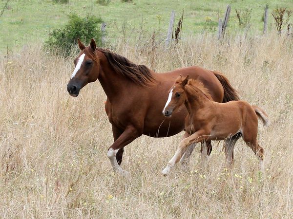 Cartes  Postales  CHEVAUX