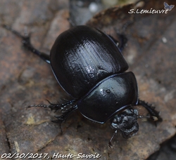 #275 Anoplotrupes stercorosus