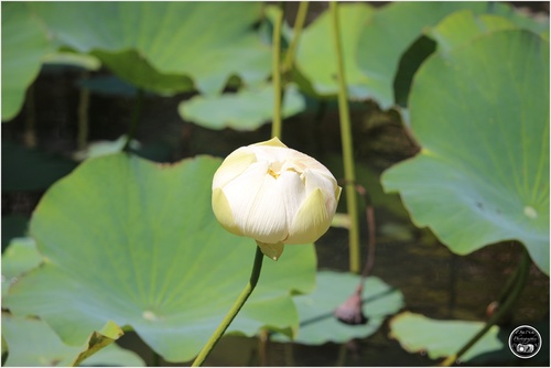 Le jardin botanique de Pamplemousse