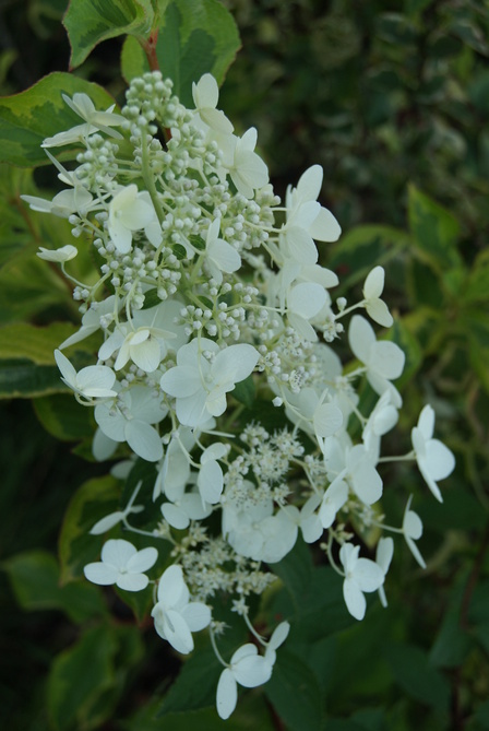 Hydrangea paniculata 