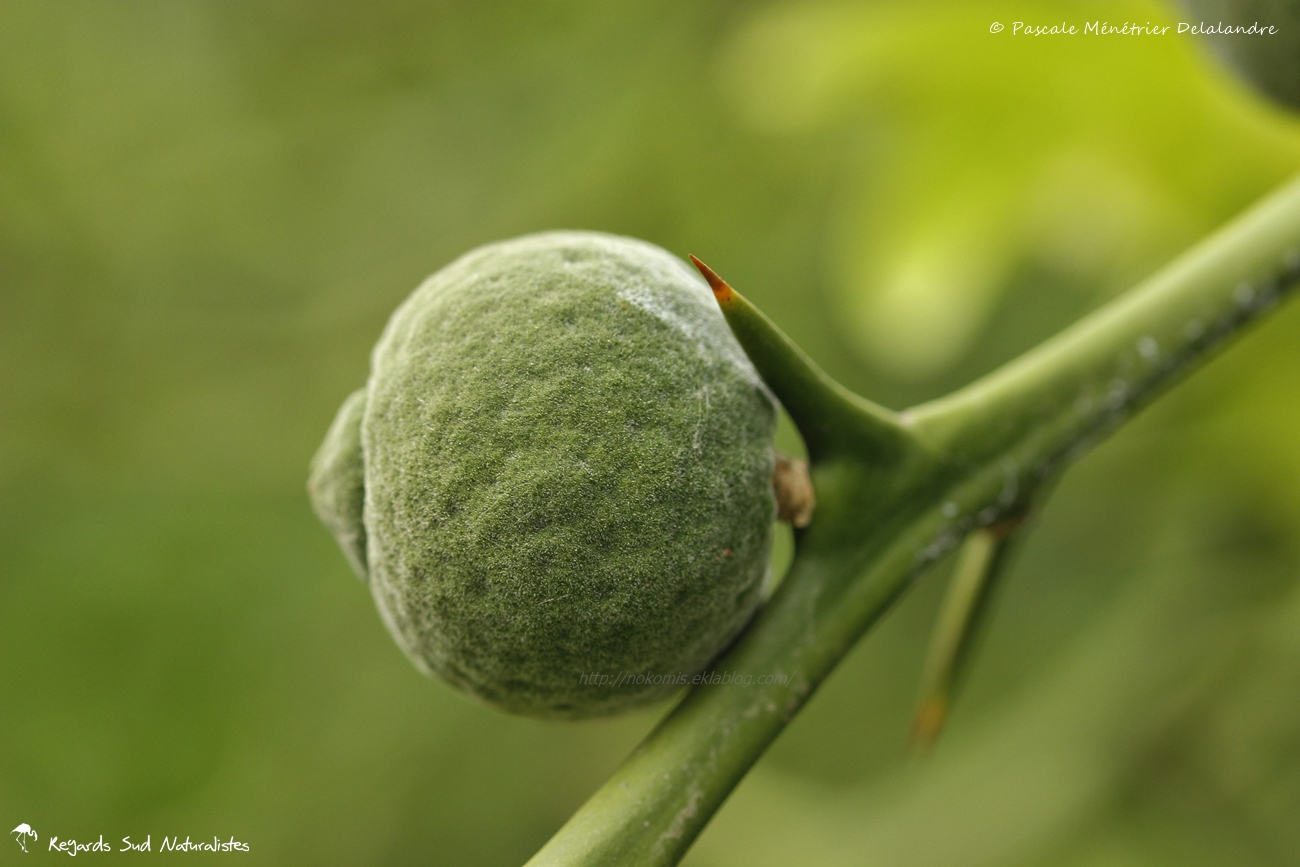 Citronnier épineux ou Oranger trifolié - Poncirus trifoliata