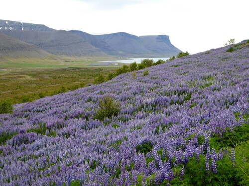 18 juin, de Tálknafjörður à Þingeyri