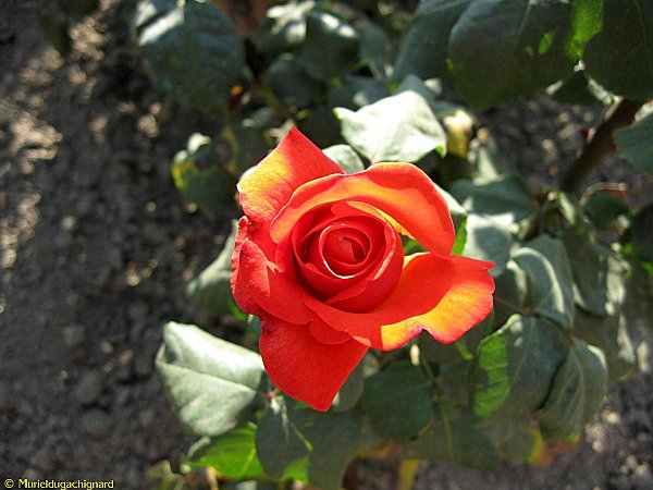 Puy-du-Fou-2011 1999