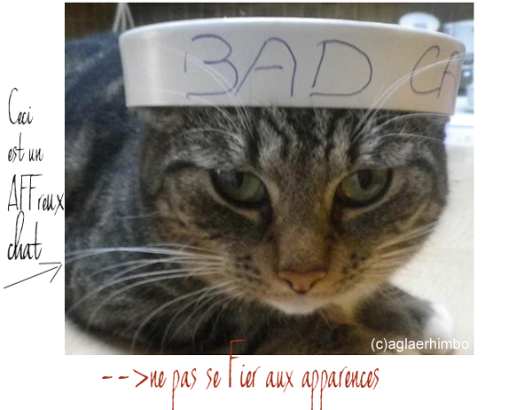 Vivre avec un Bad Cat