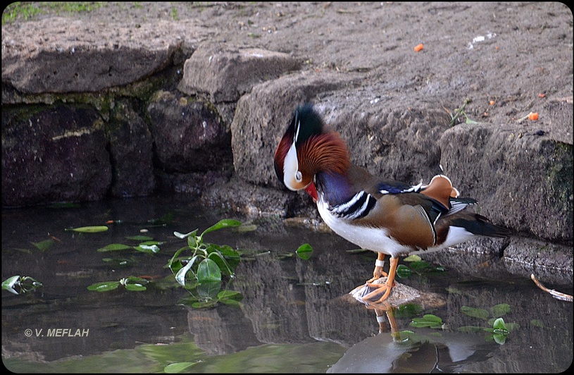 La Ménagerie, Zoo du Jardin des Plantes : La grande volière : Canard Mandarin