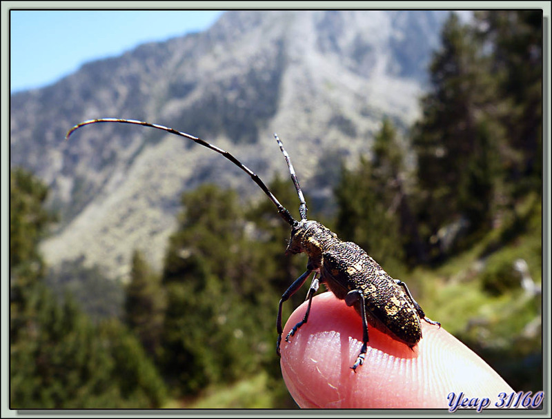 Rhagie sycophante (Rhagium sycophanta) - P. N. d'Aigüestortes i Estany de Sant Maurici - Espagne  (Faune)