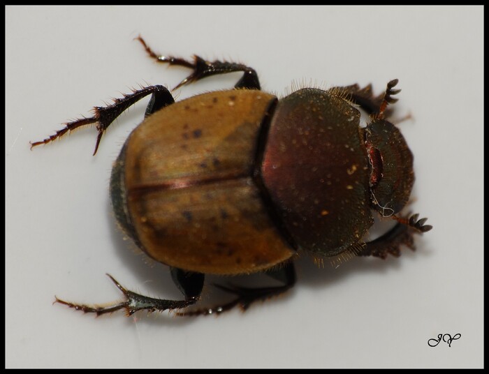 Onthophagus.