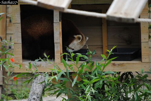 Panda Roux ♀.