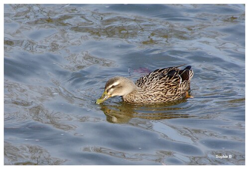 Encore des canards .