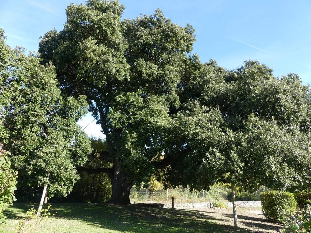 Le chêne vert de François 1er, en Charente...
