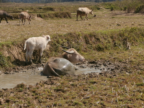 Laos du nord