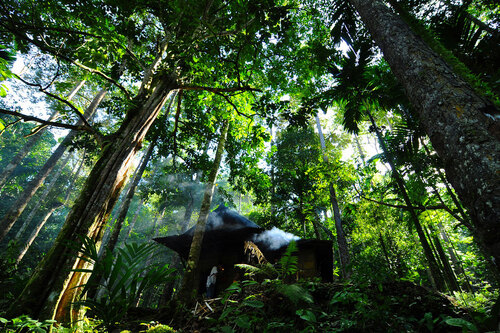 Le FNUF approuve une série de mesures à l'appui d'une gestion durable des forêts
